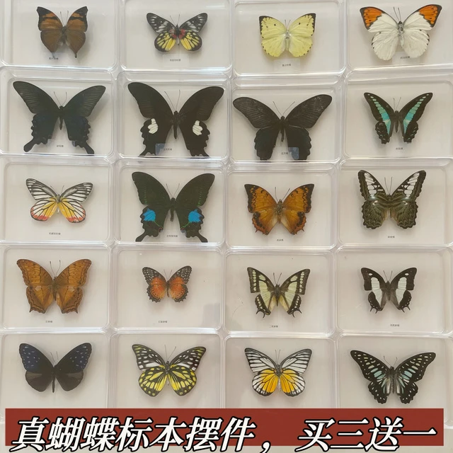 真蝴蝶标本亚力克盒摆件可拆卸蝴蝶手工摆件定制科普教育学生奖励