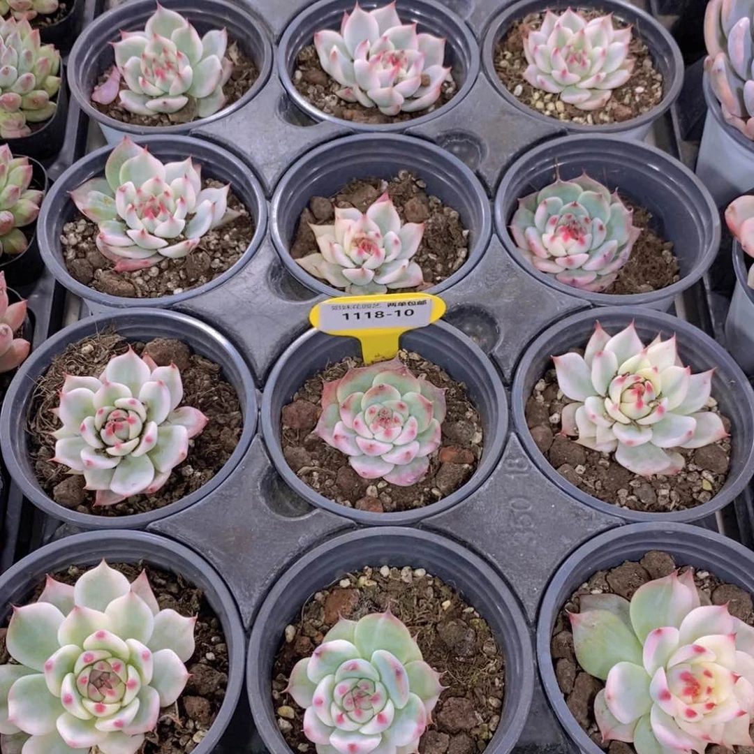 1118-10-福利吉娃娃锦单头一个