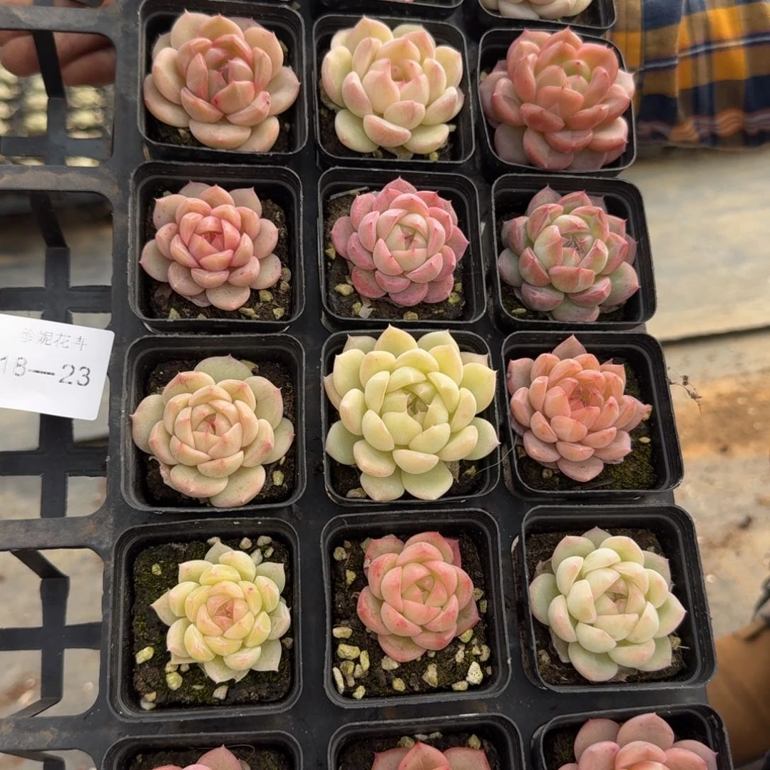 止*多肉杂交一物一拍18-23