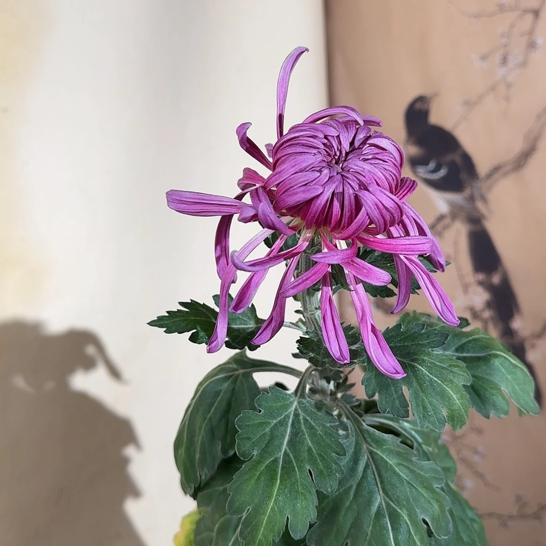 全部花朵D6666666