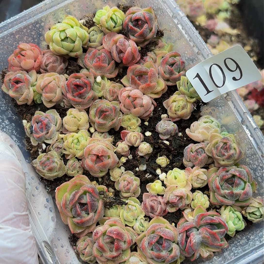 多肉植物多肉植物109