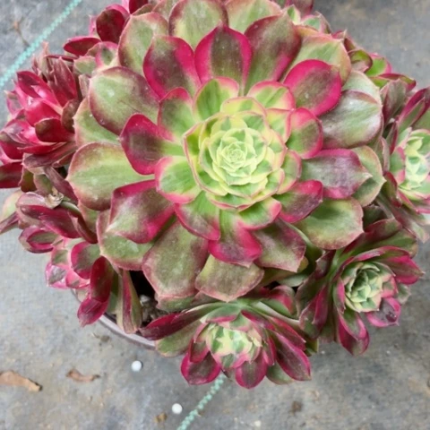 蓝*莲多肉植物玉资锦。