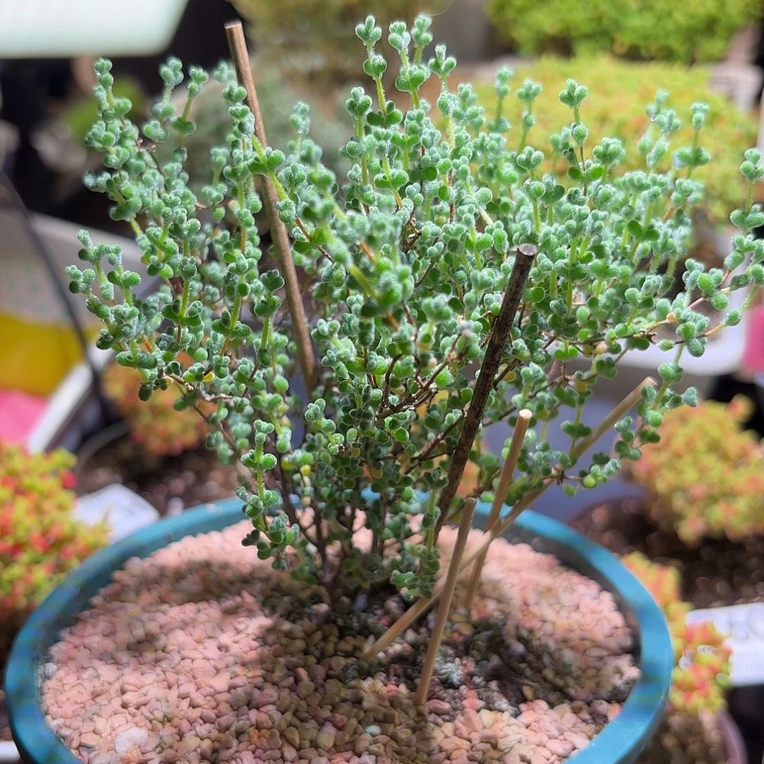 枝干番杏超级莱斯母本H626