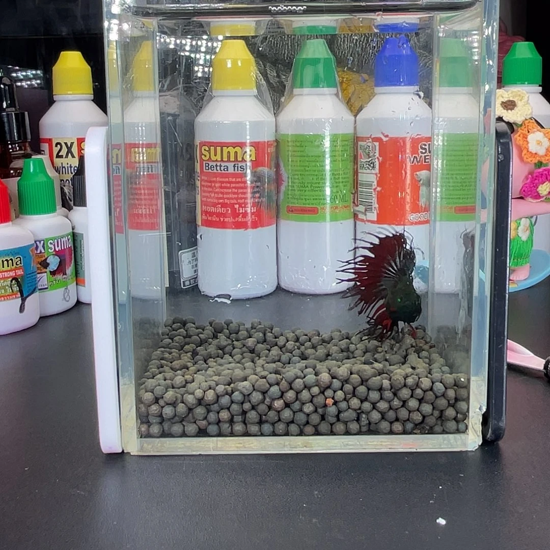 斗鱼4号1028早绿毒