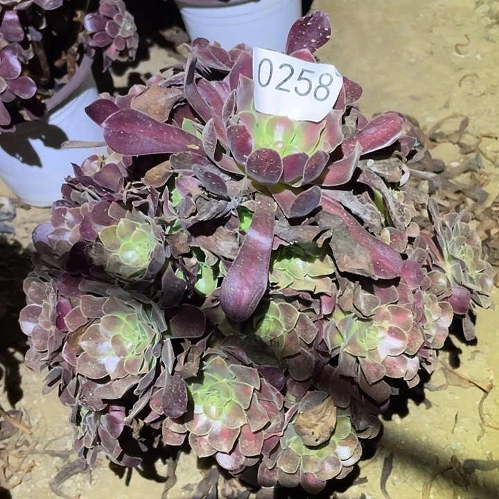 多肉植物法师258花呐