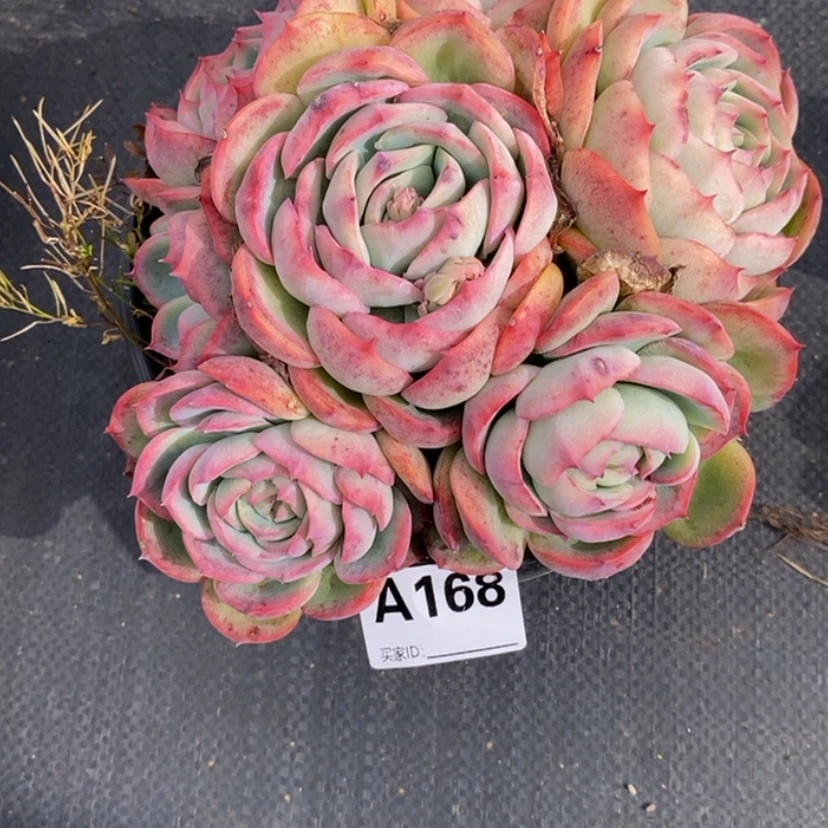 【闪购商品】抺****?多肉植物