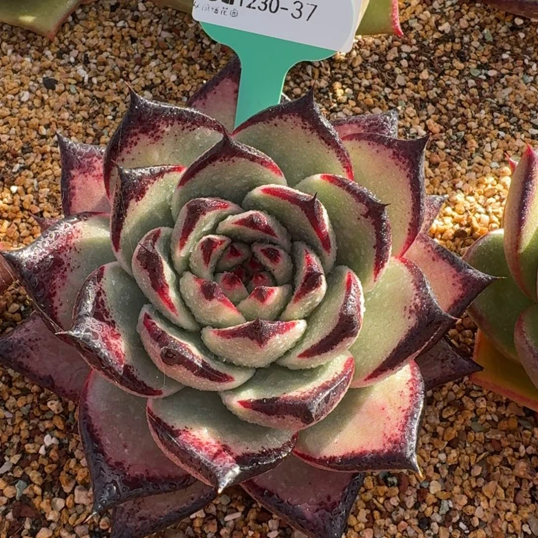 从前慢多肉精选编号1230-37