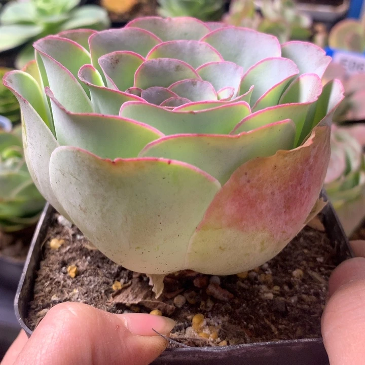 念****一物一拍随单盛夏