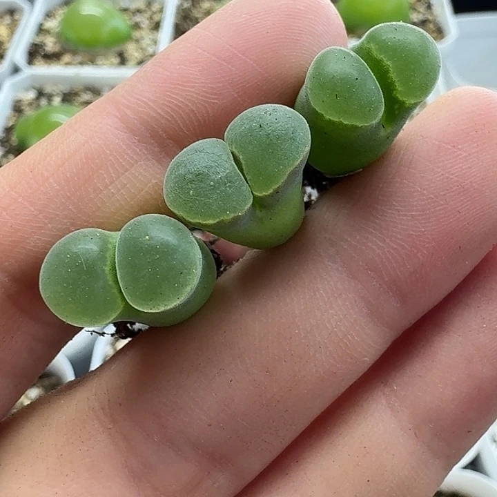 老马生石花骚粉风铃2117