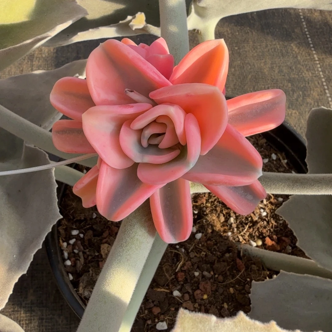 美尻锦锦上园艺一物一拍