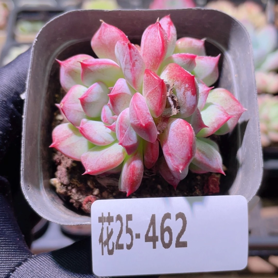 花利美25-462新品