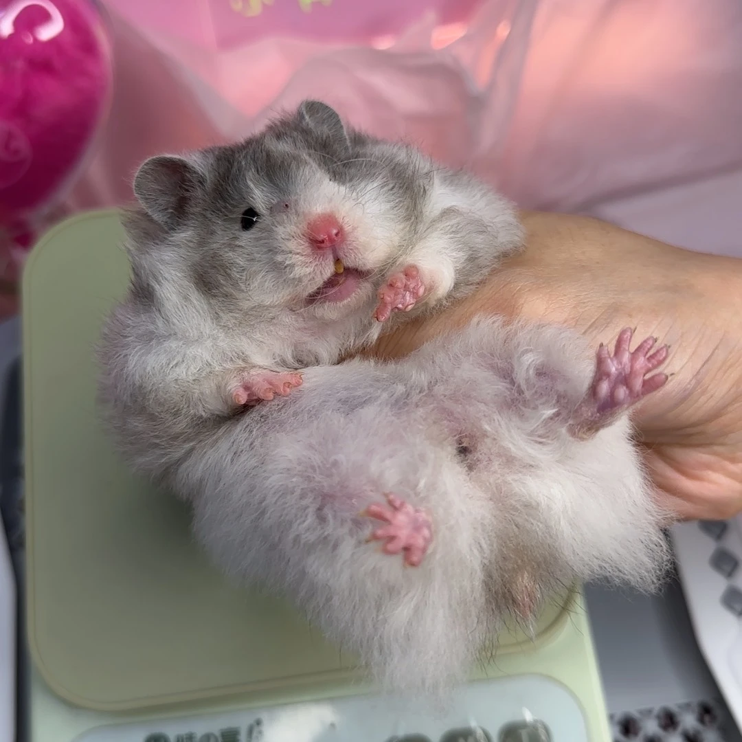 5-1卷毛黑波妹妹5.20