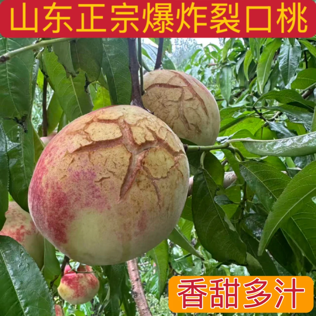 山东爆炸裂口锈斑丑桃子 香甜多汁