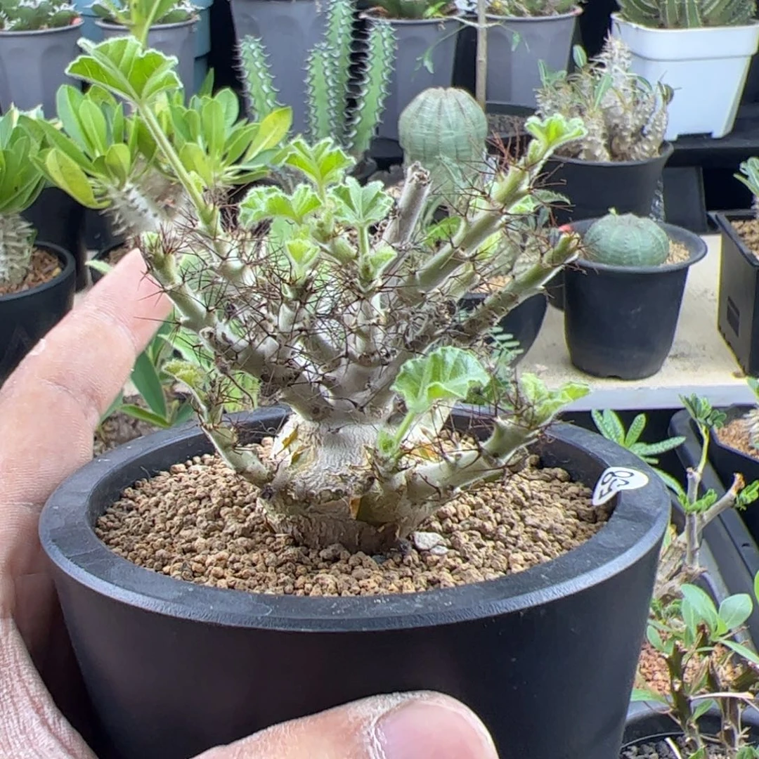 索马里麻风树一物一拍默认脱土发