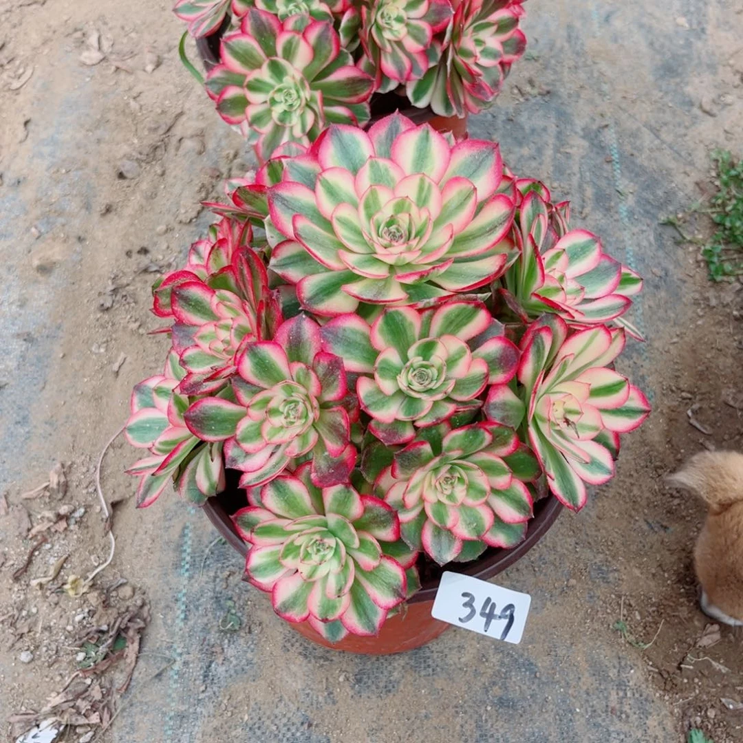 349荔枝法师多肉植物