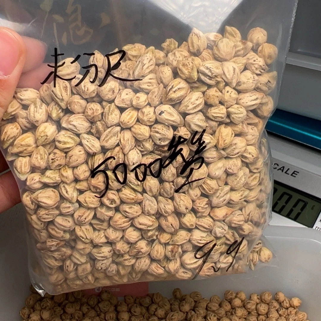 *****吊坠柏香籽/百香籽