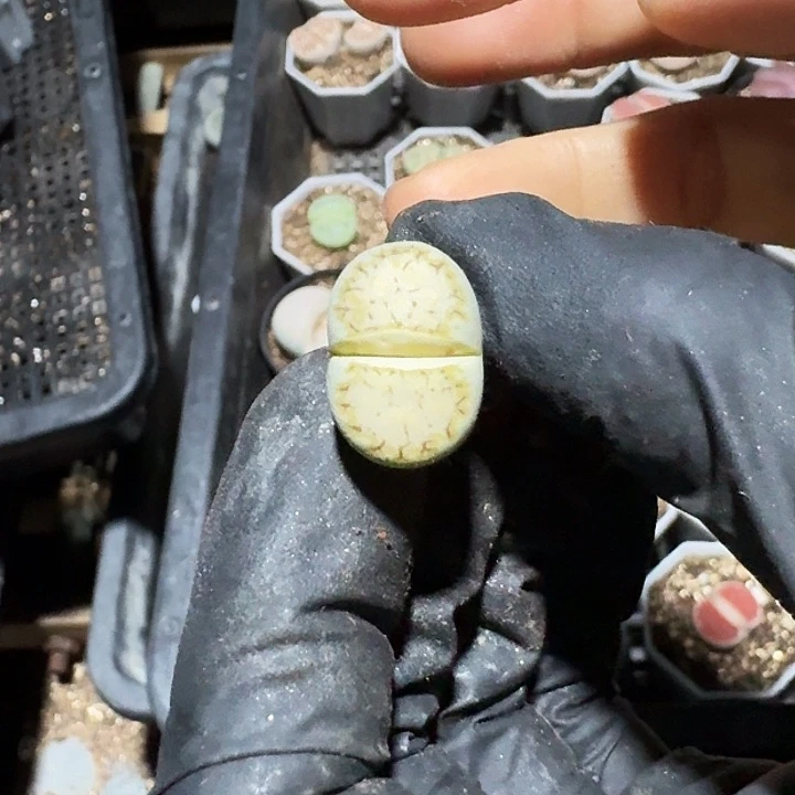 生石花11111。   128