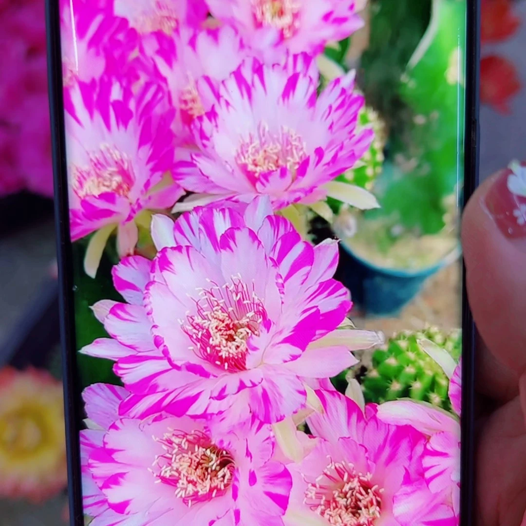 下72丽花妖蝶歪无根侧芽2一3公分左右20包邮