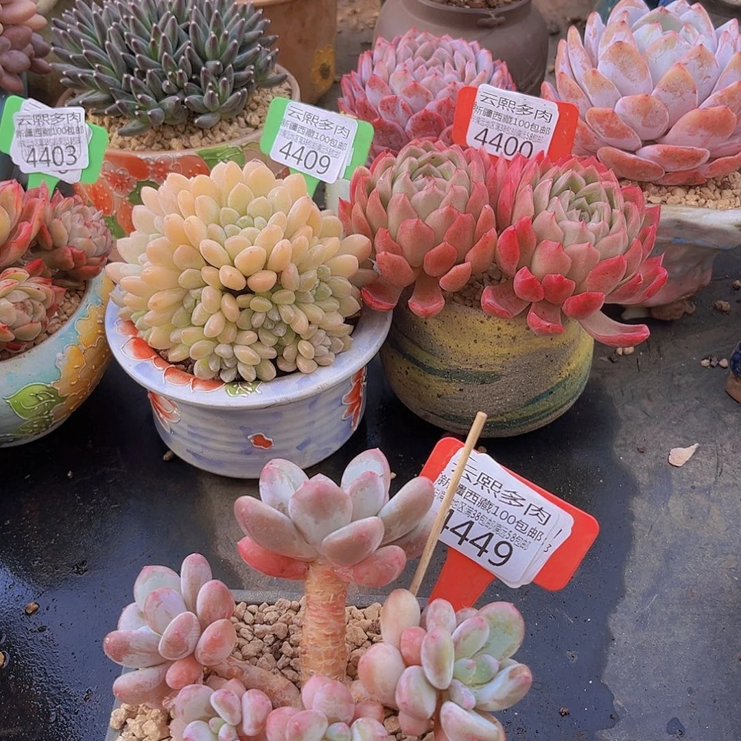 4449彩虹奶多肉植物