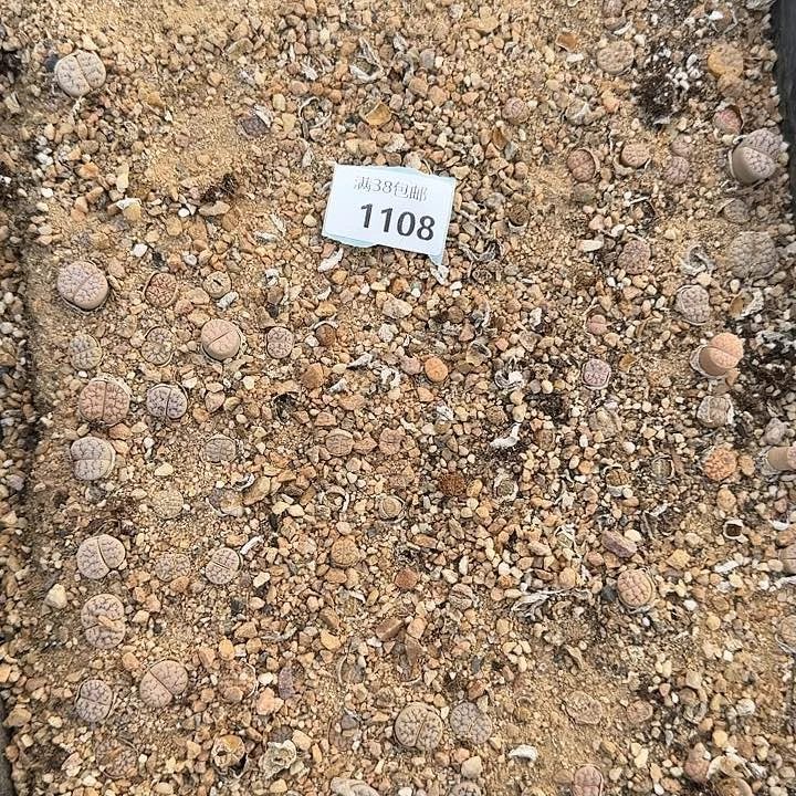 1108清框特价188C309A杂拿铁