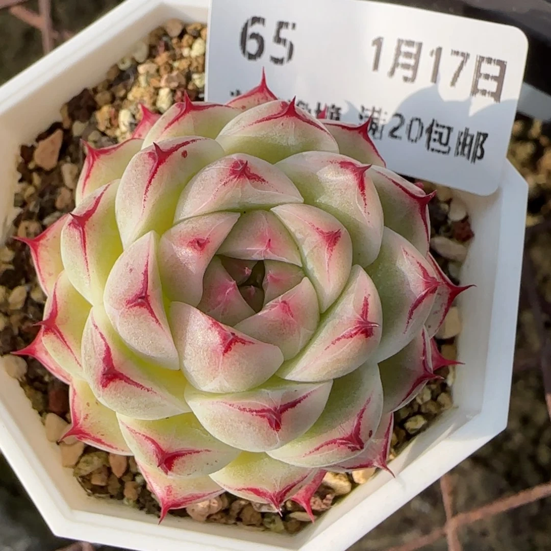 花语逸境0117-65小魔仙