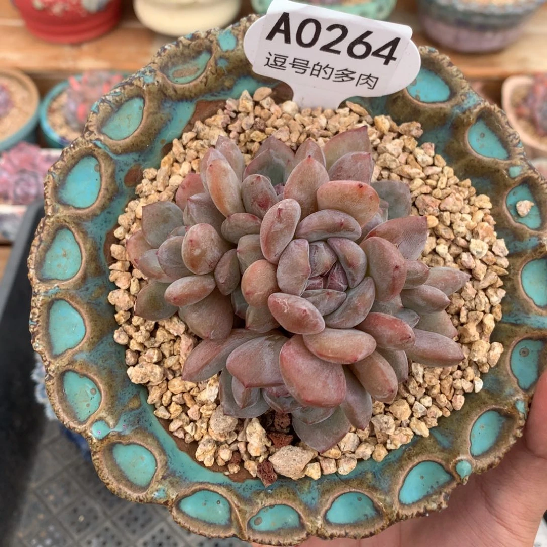 招****A0264 石榴籽群缀 有砍 9.5cm