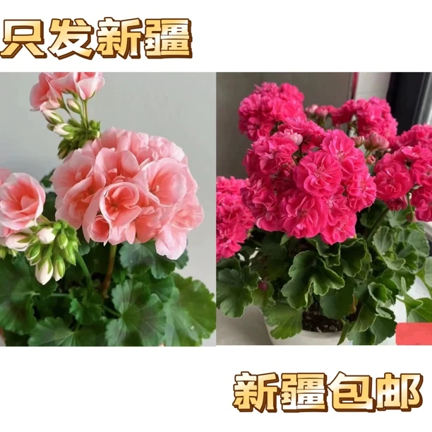 【新疆包邮】天竺葵新手懒人必备喜阳耐旱
