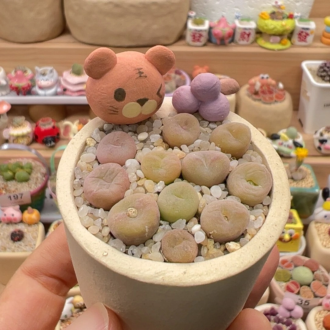 多肉植物208号空卡佛