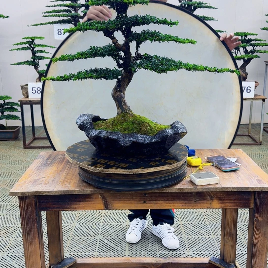 无花朵珍珠罗汉松造型盆景