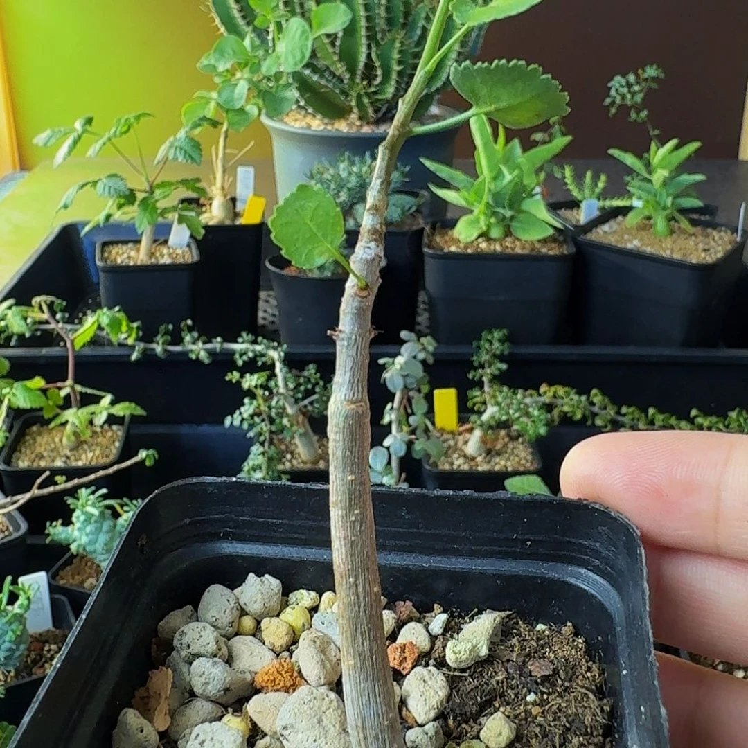 超浓奶香味 实生纳马橄榄带盆土包邮