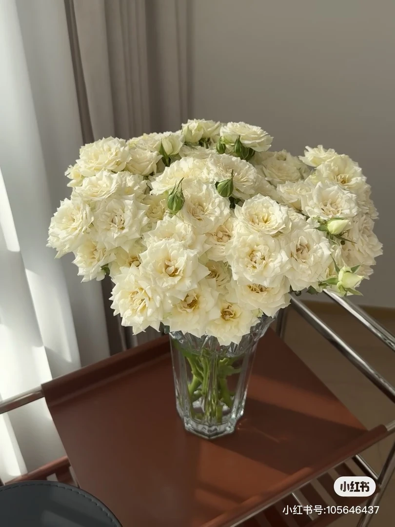 【俏夕阳】永恒罗拉 任拍三单顺丰空运包邮鲜切花10支家居花店插花