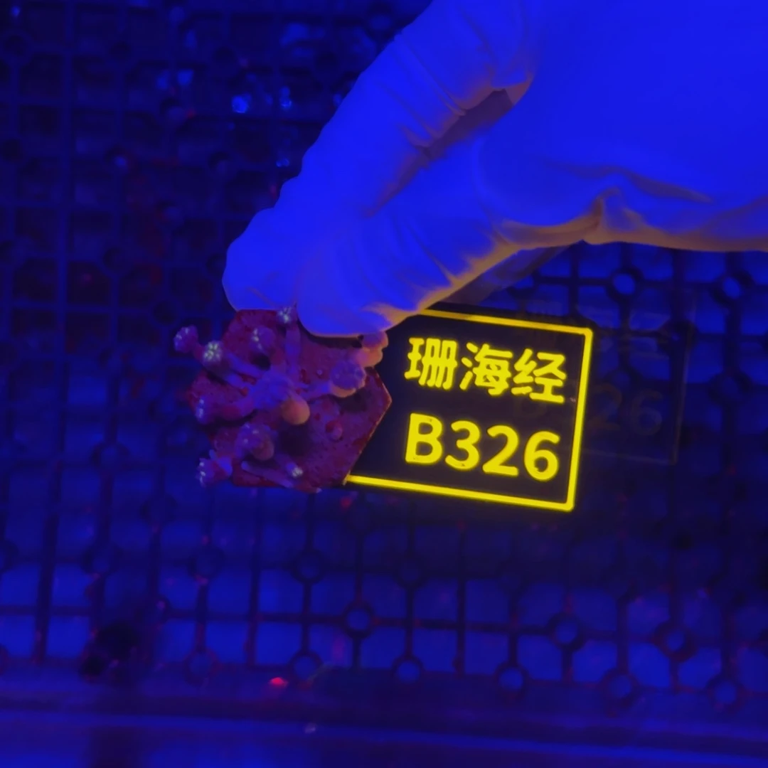 纽扣珊瑚@****工晓晓不包邮大手星花B326