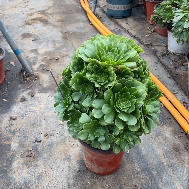 5翡翠琉璃多肉多肉植物