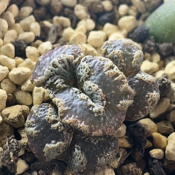 48号三头超蝶缀化一物一拍