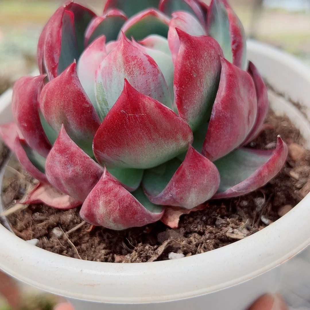 惊鸿仙子大单头精控精养