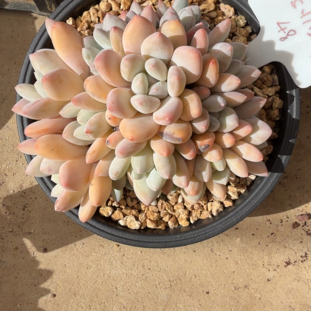 一物一拍韩货精控48