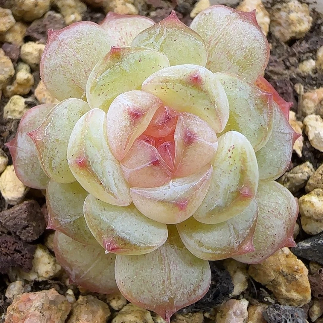 188 【满29包邮非偏远3厘米