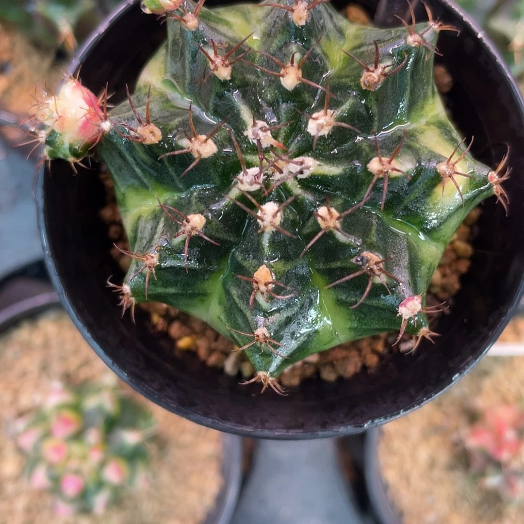 1-139米哈锦5.2厘米