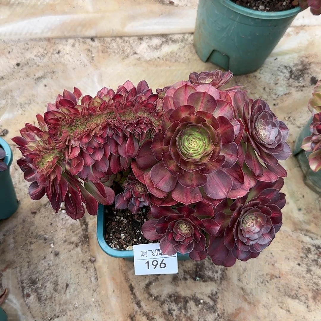 196多肉 抹茶缀化