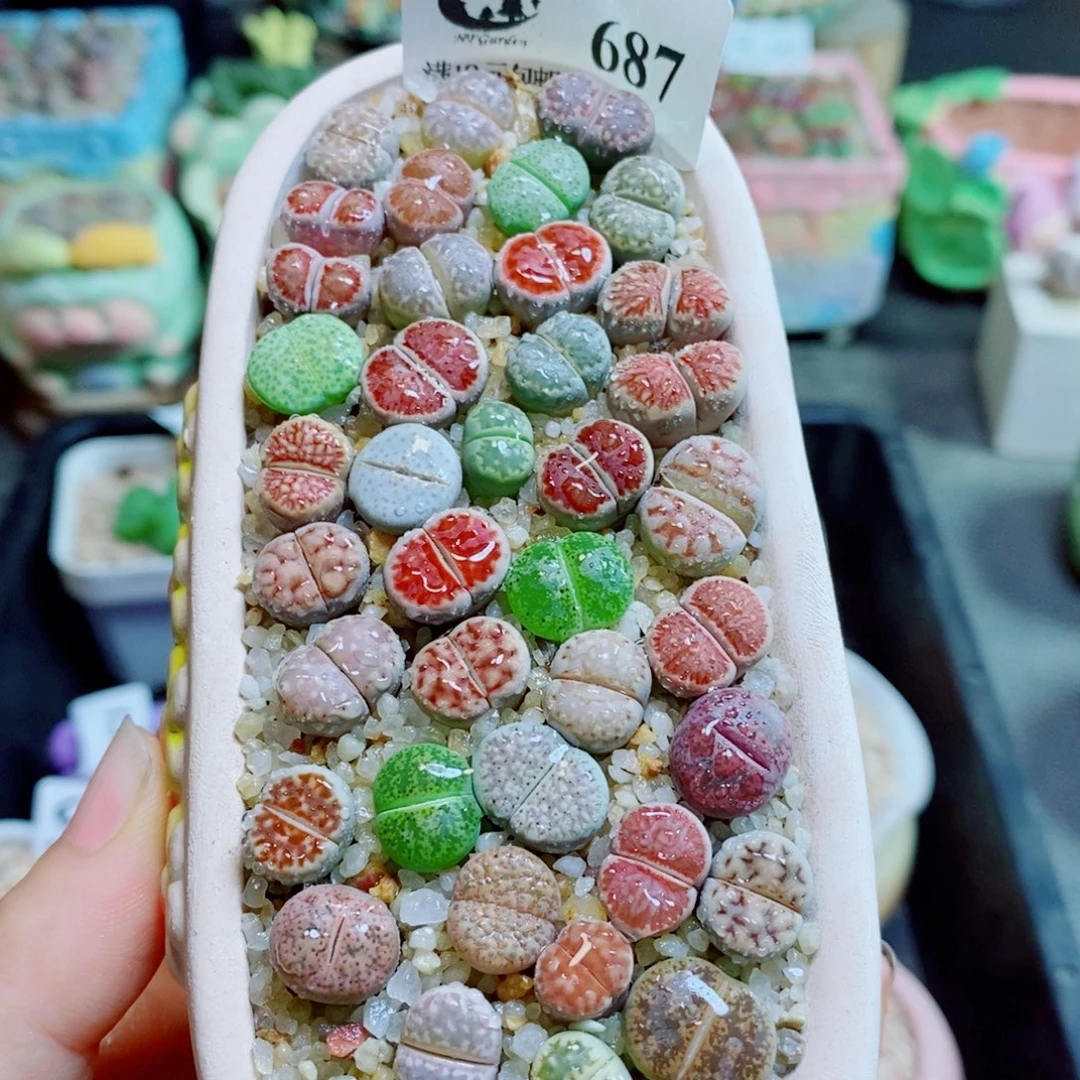 生石花花花花花花花花687