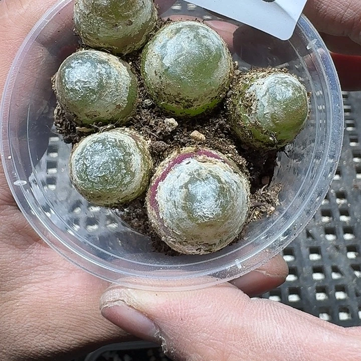 06 多肉植物多肉植物