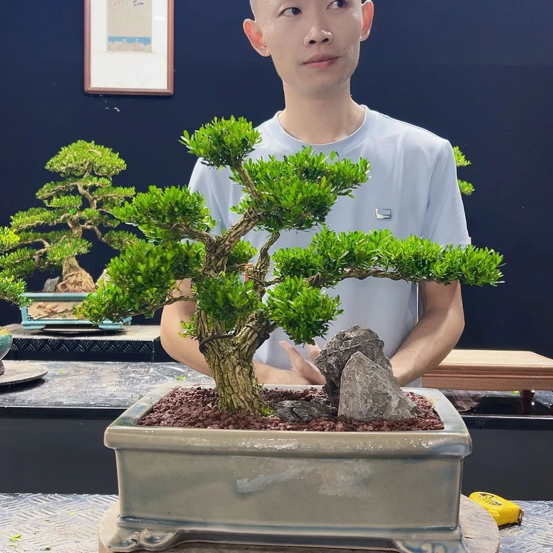 无花朵无花果雀舌黄杨绿植