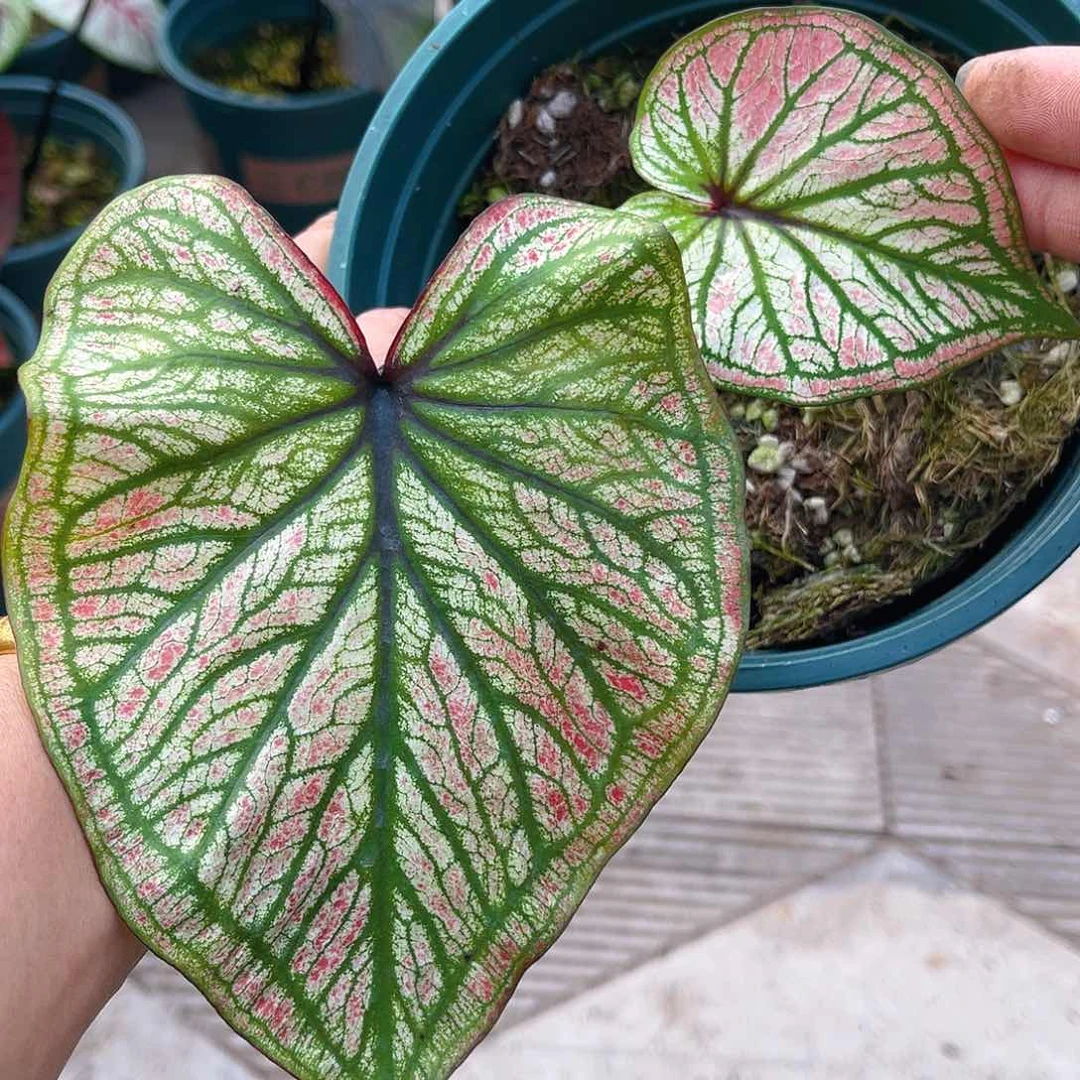 完全开放泰彩一物一拍202