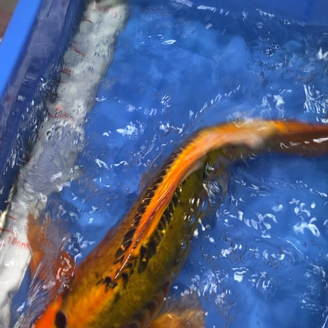 锦鲤冷水锦鲤包邮