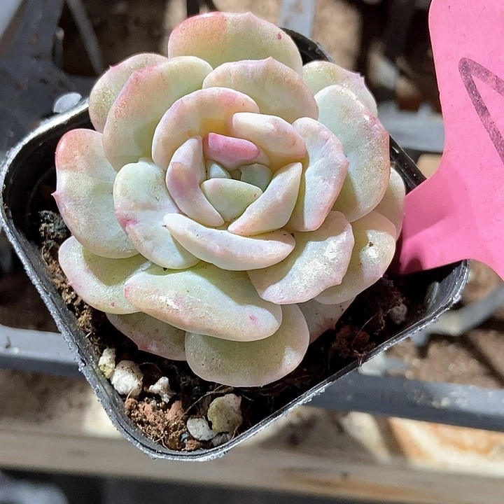 宝*多肉植物石化锦201