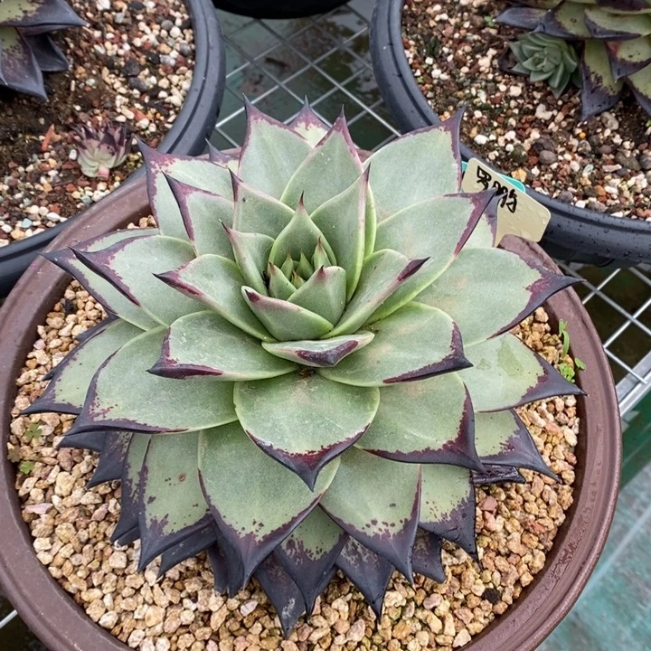 重*属罗鹏原始种B-25.6.17