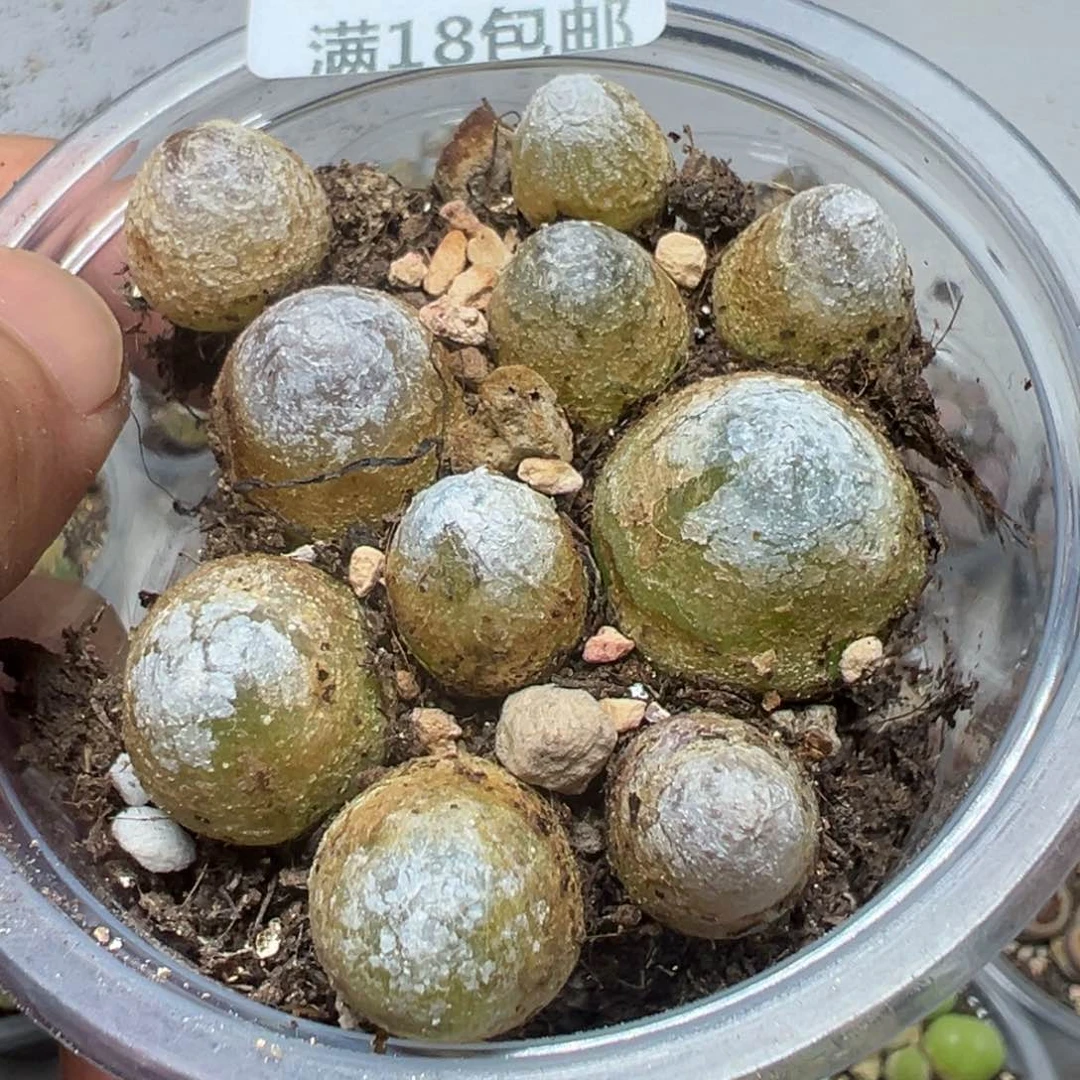 【闪购商品】 450。