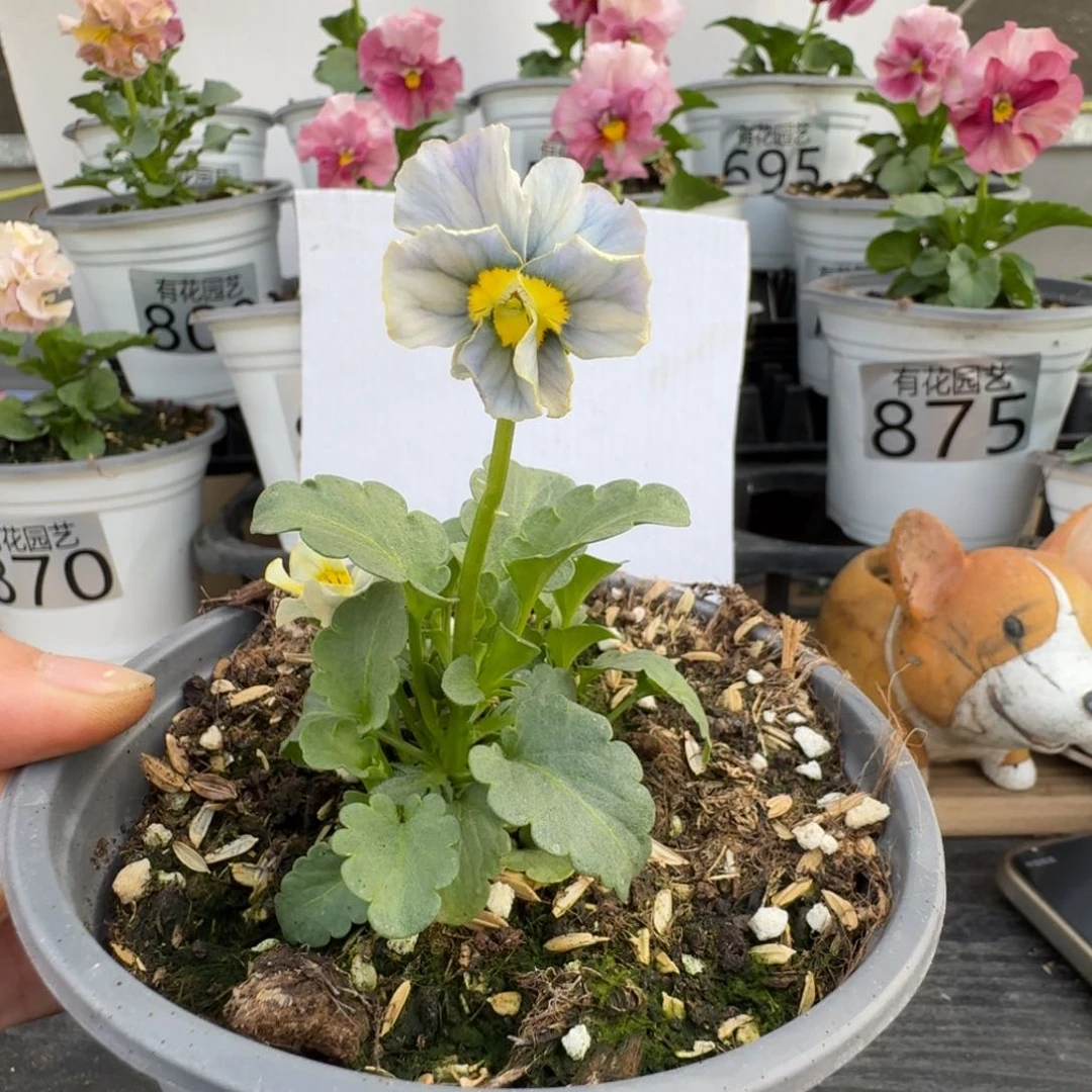 无花朵920号角堇