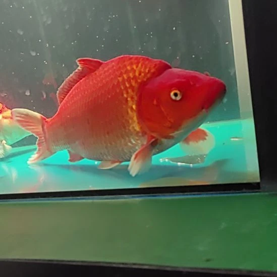 锦鲤红芥子35公分不包邮