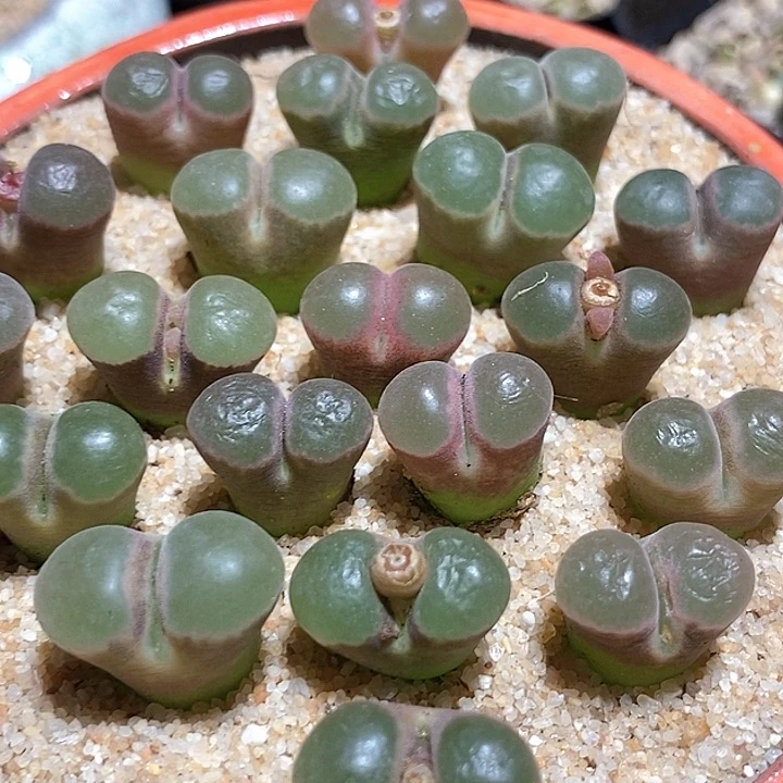 熊猫磁铁风铃一颗   买2送1